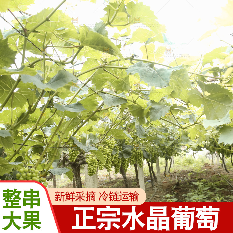 藤上的水晶葡萄