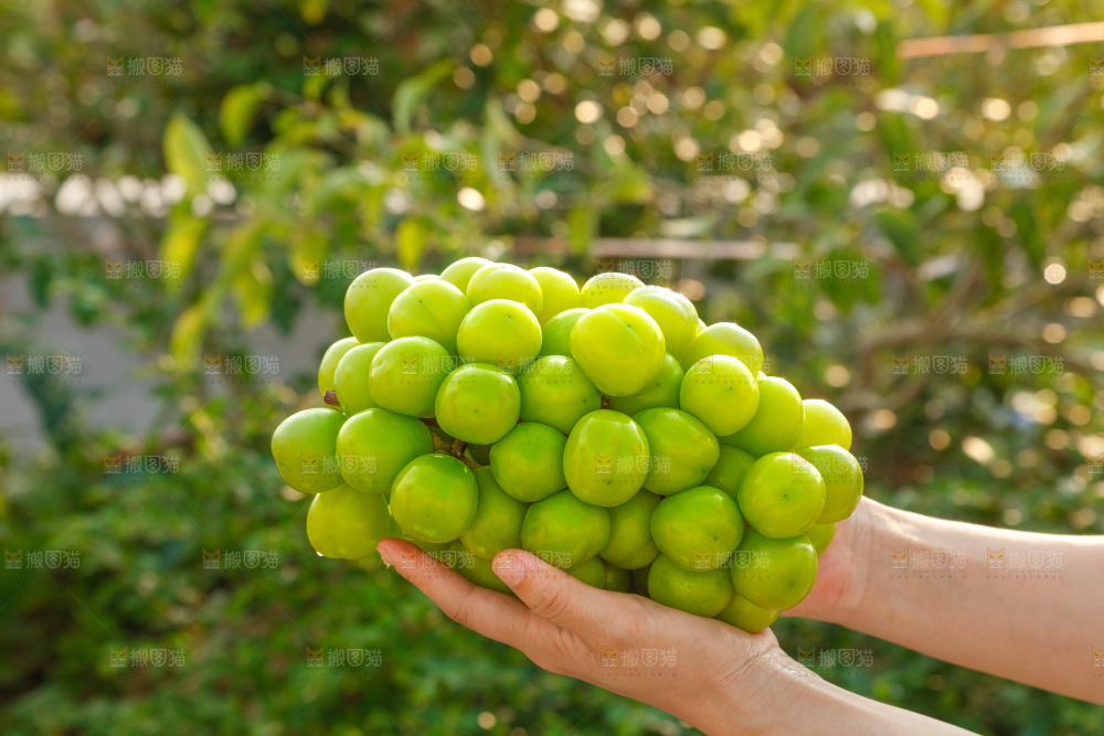 手里拿着一箱阳光玫瑰