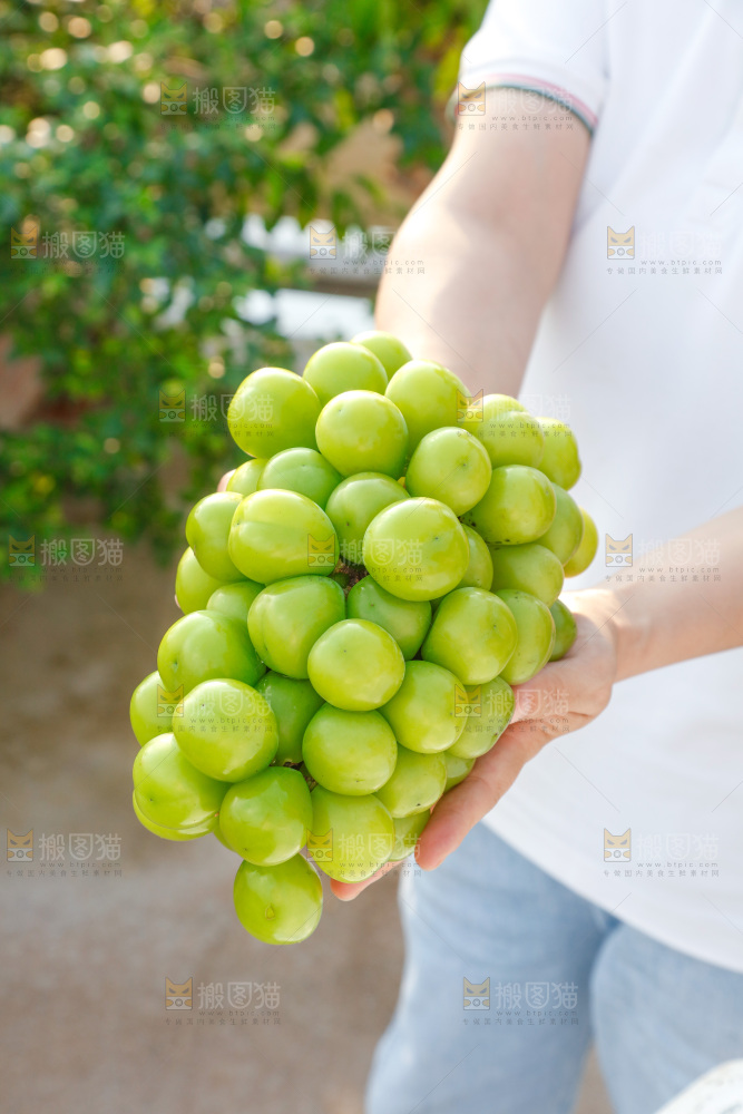 阳光玫瑰
