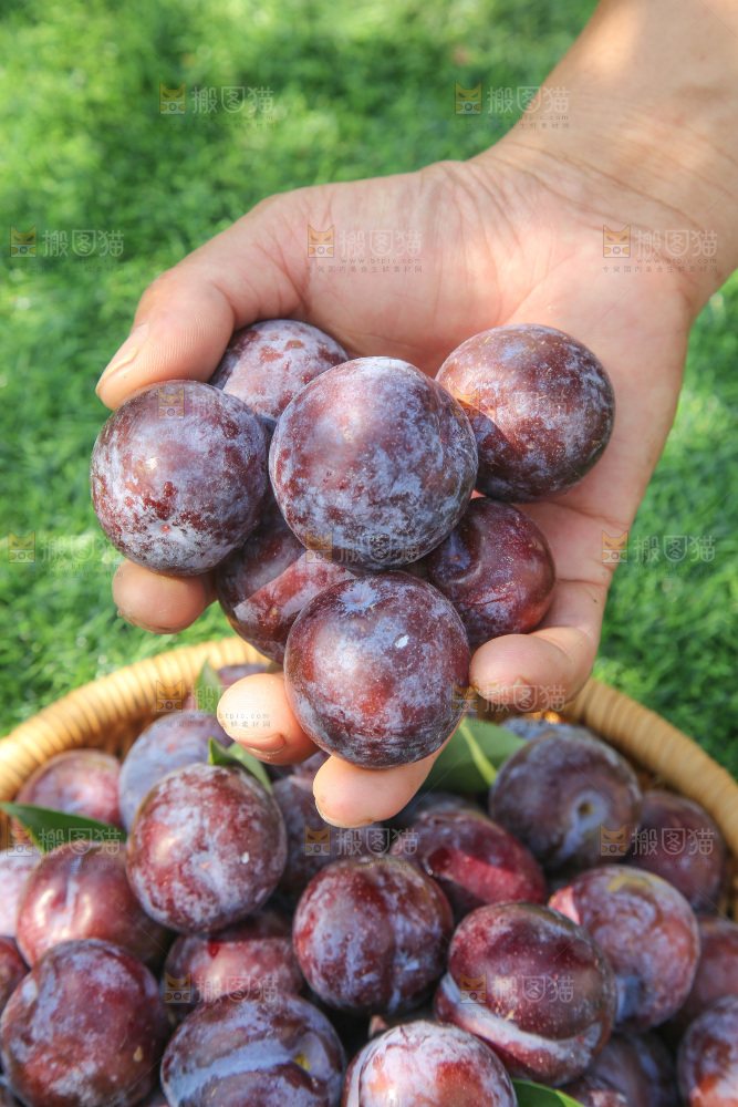 手里拿着五月脆李