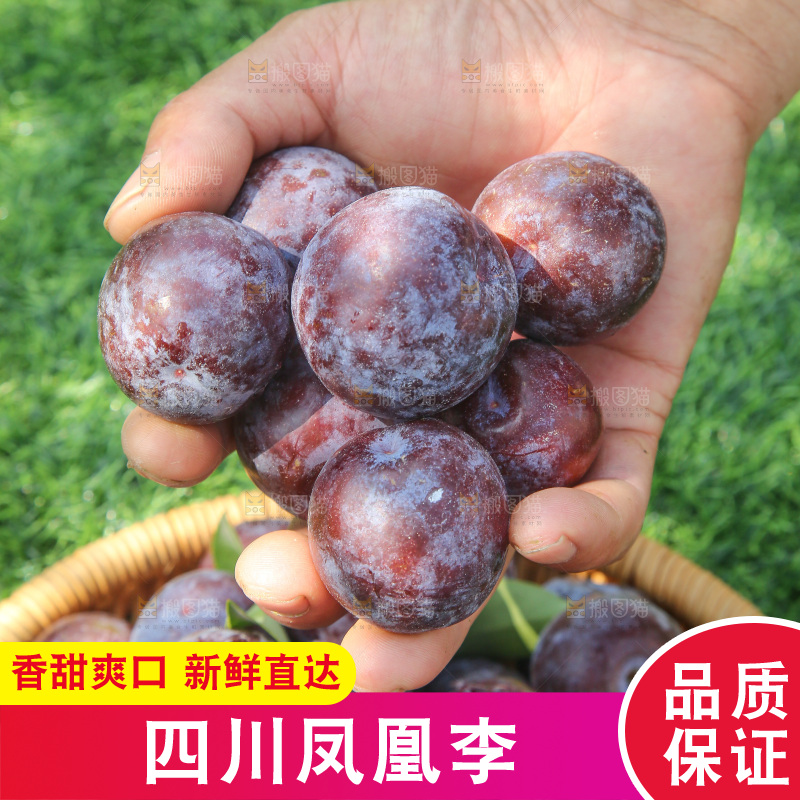 手里拿着五月脆李