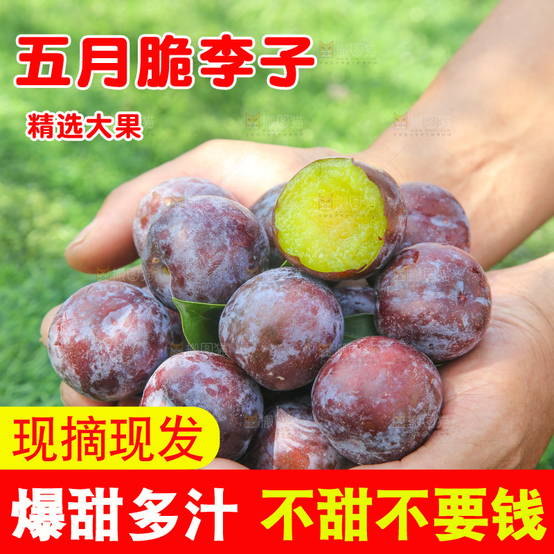 手里拿着五月脆李