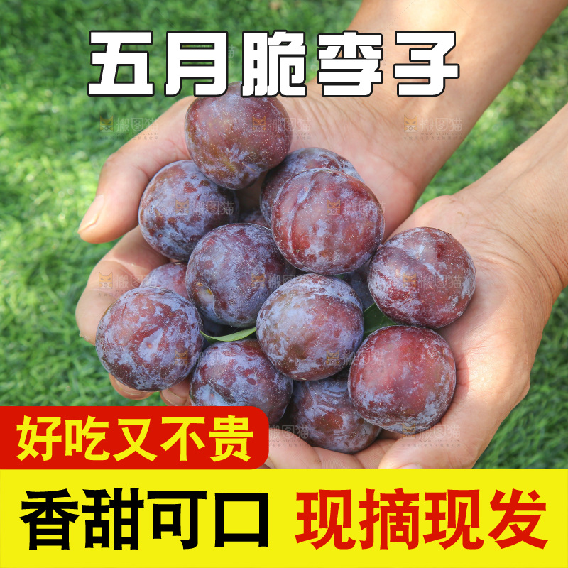 手里拿着五月脆李