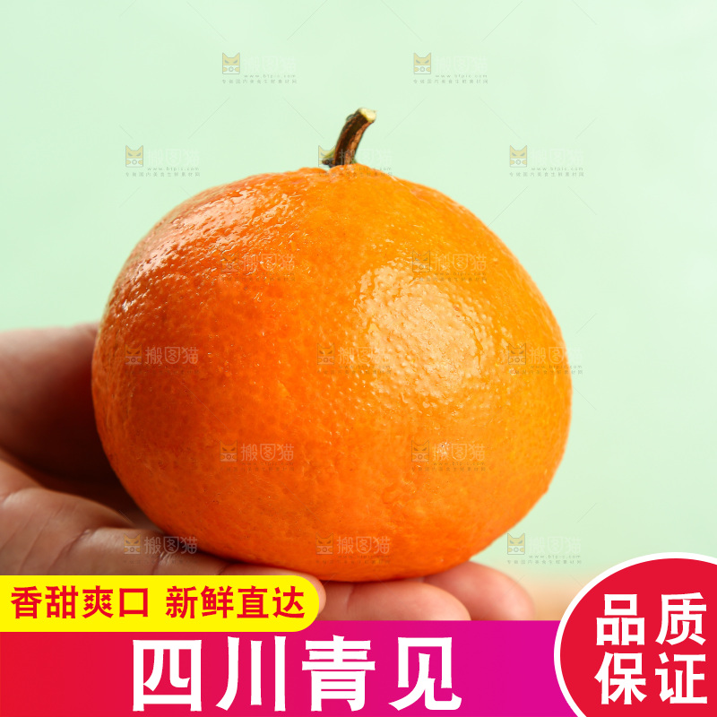 浅底上的青见