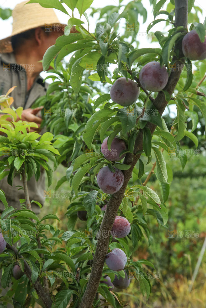 树上的五月脆李