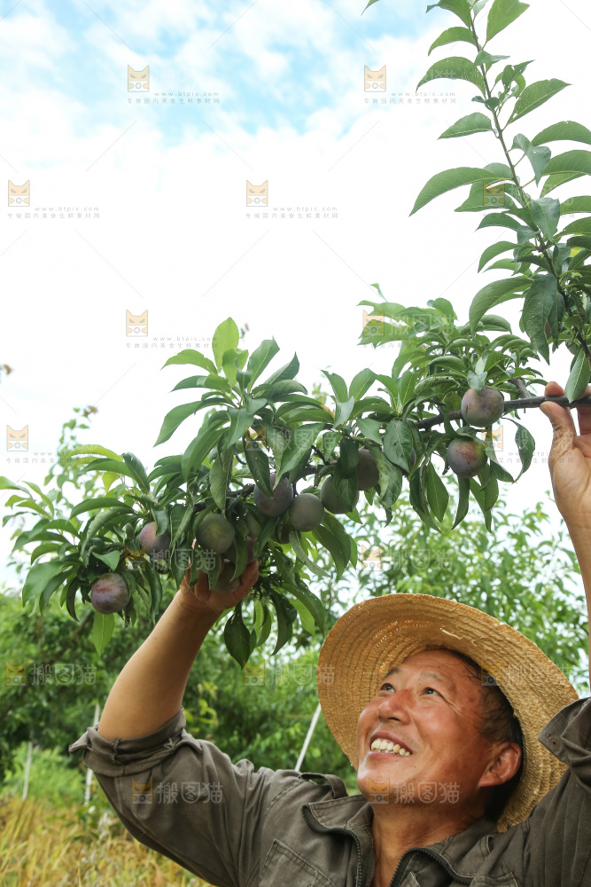 树上的五月脆李