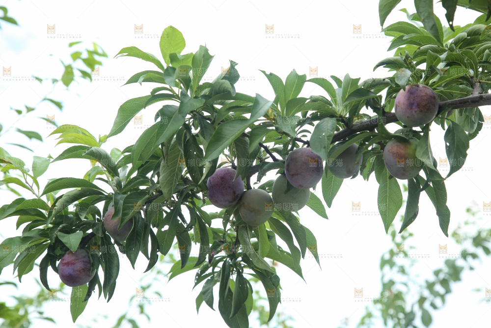 树上的五月脆李