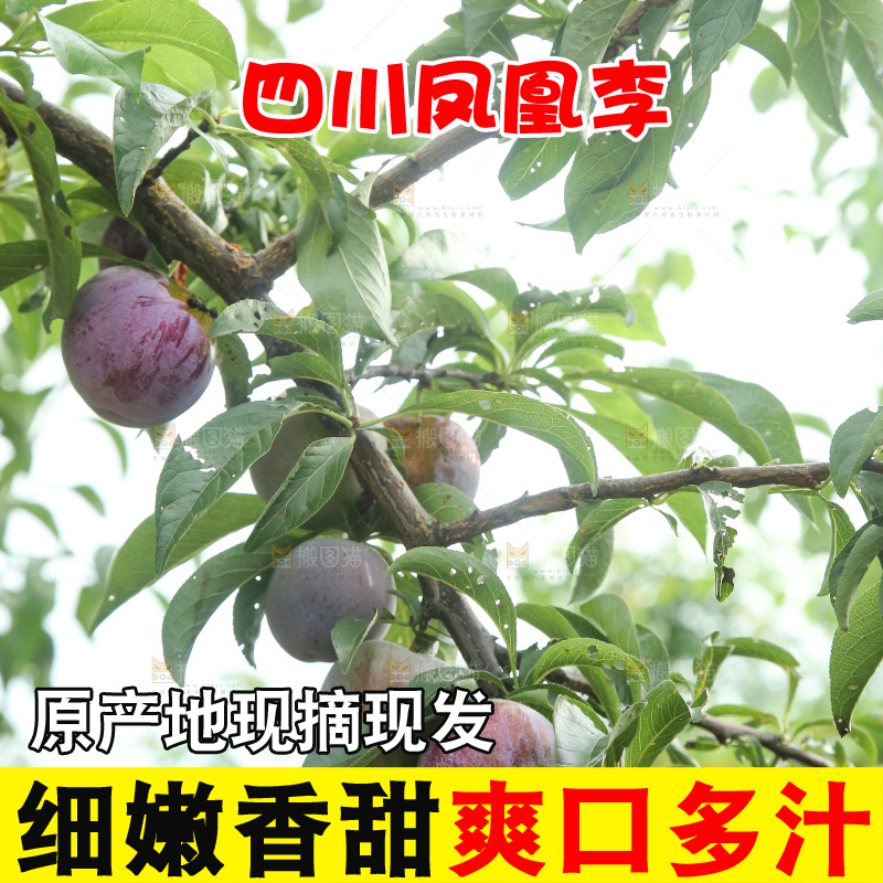树上的五月脆李