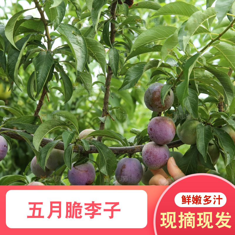 树上的五月脆李