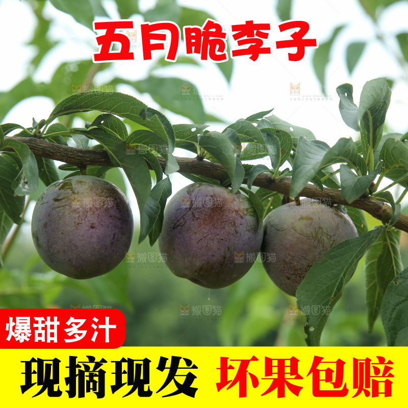 树上的五月脆李