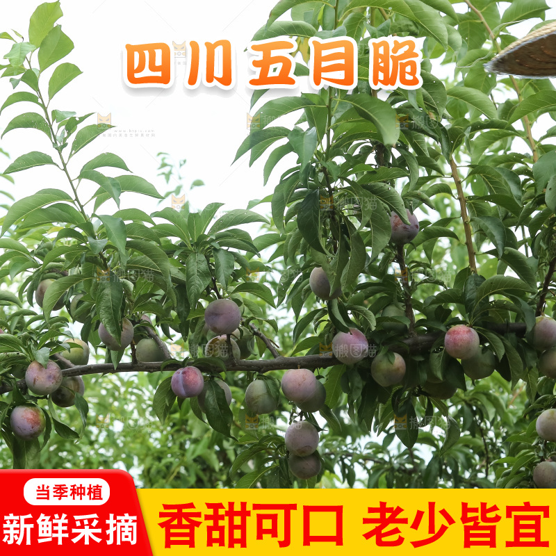树上的五月脆李