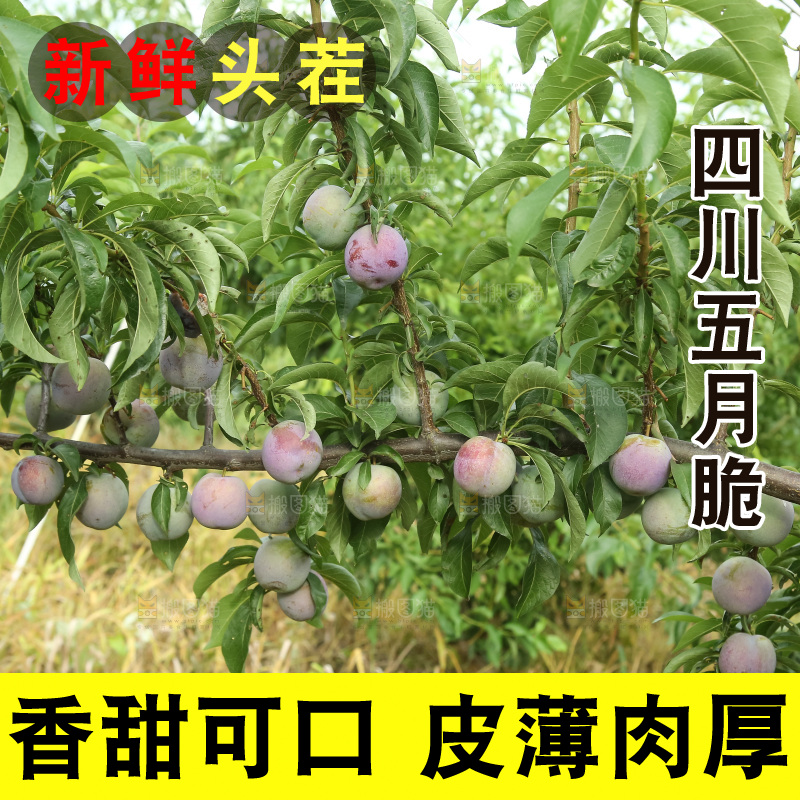 树上的五月脆李