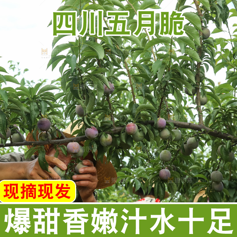 树上的五月脆李