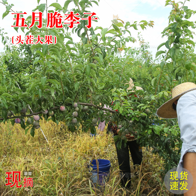 树上的五月脆李