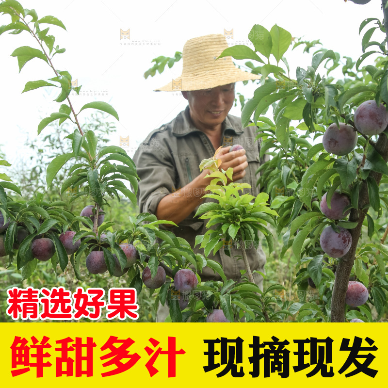 树上的五月脆李