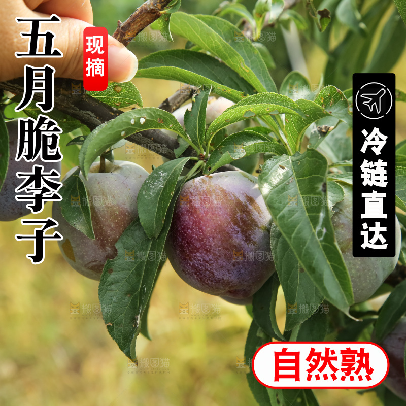 树上的五月脆李