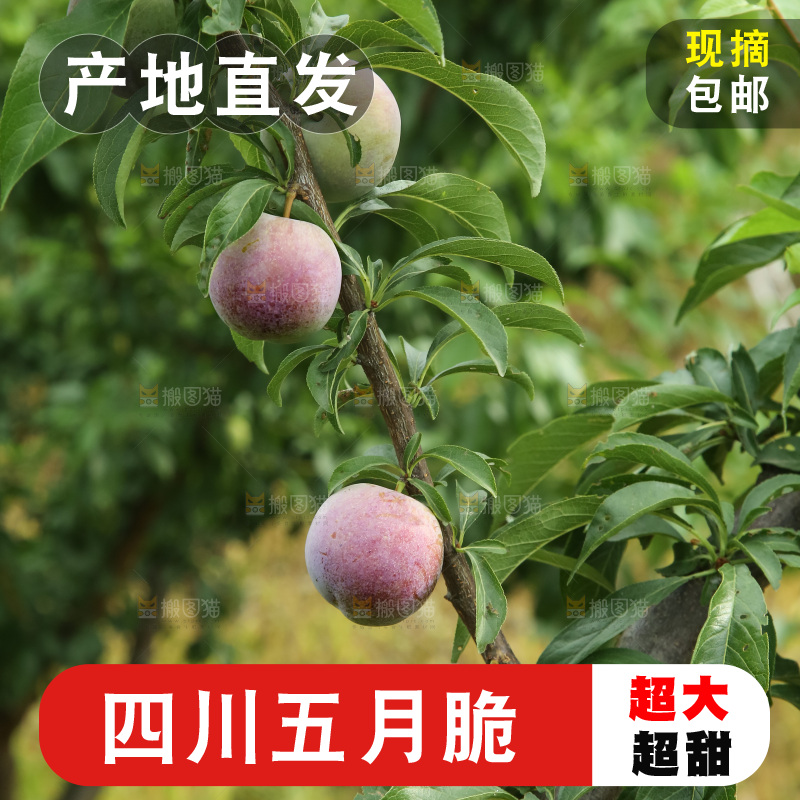 树上的五月脆李