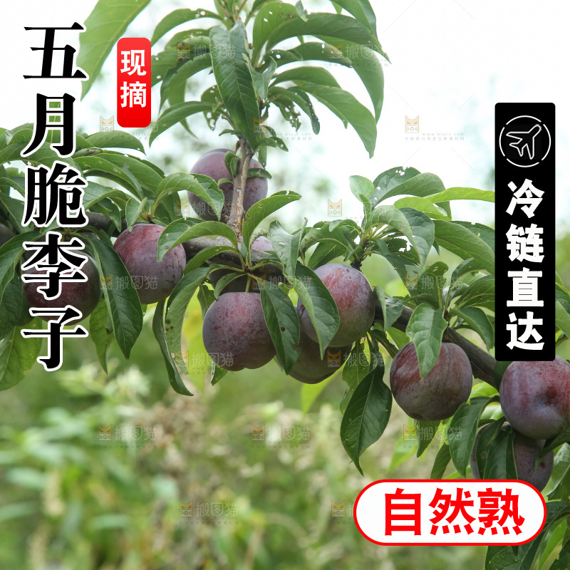 树上的五月脆李