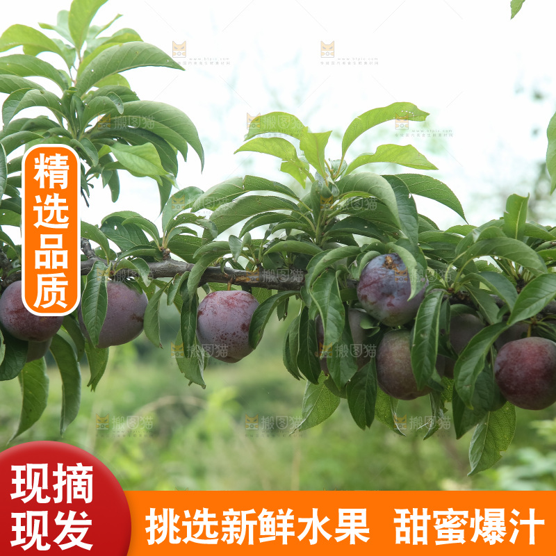 树上的五月脆李