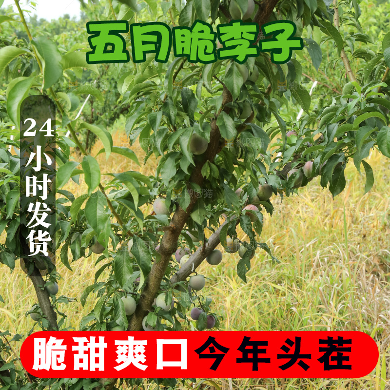 树上的五月脆李