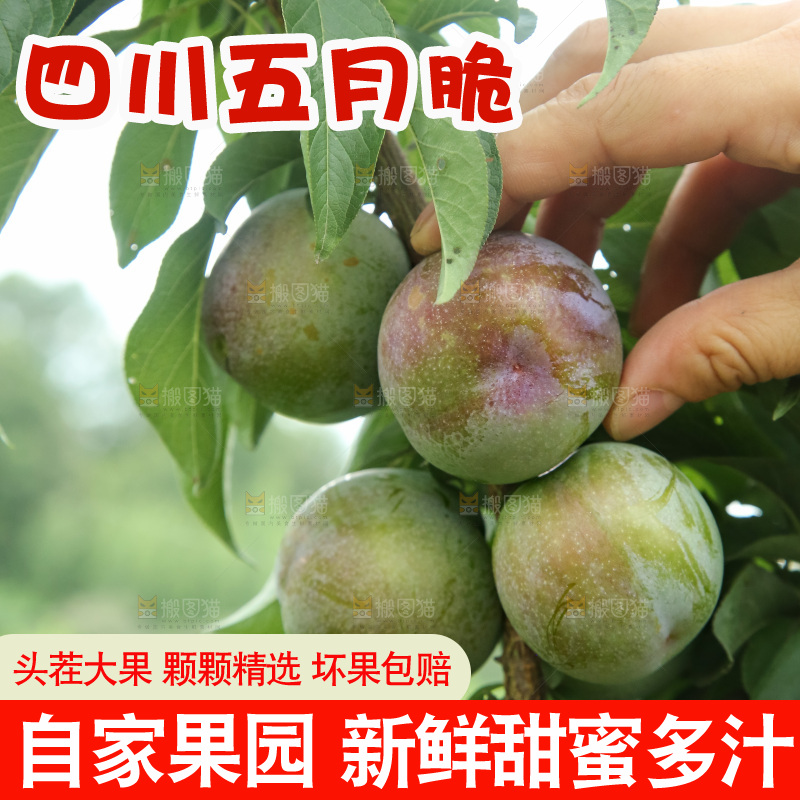 树上的五月脆李