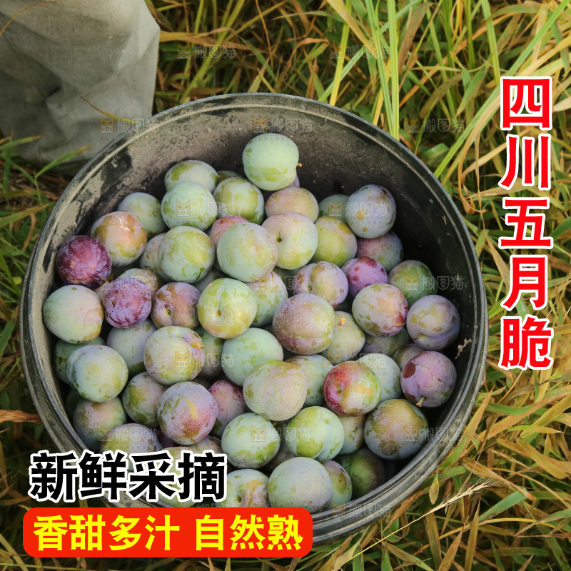 新鲜现摘的五月脆李