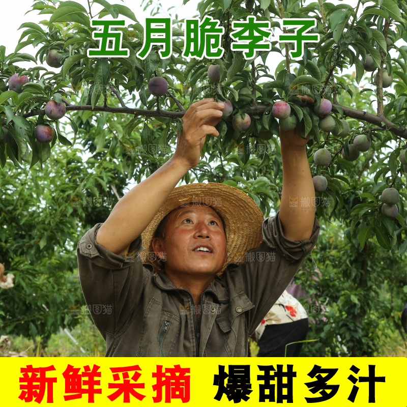 树上的五月脆李