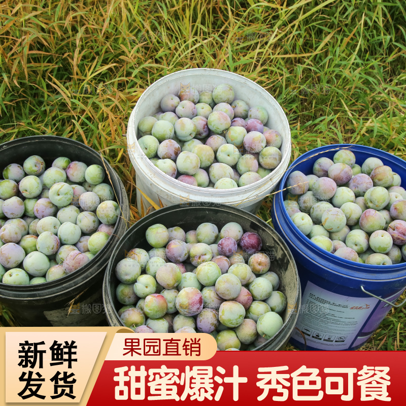 新鲜现摘的五月脆李
