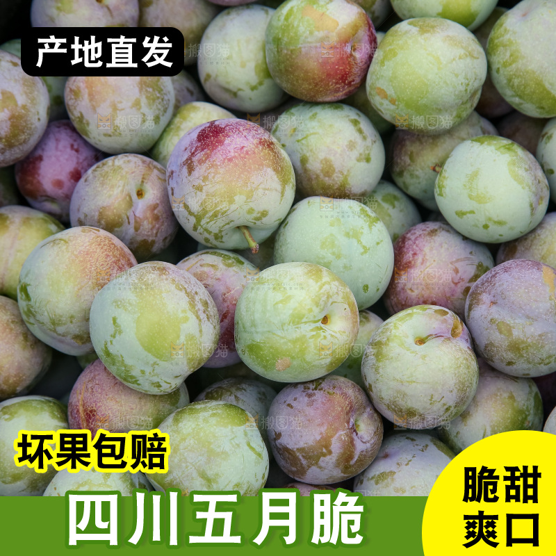 新鲜现摘的五月脆李