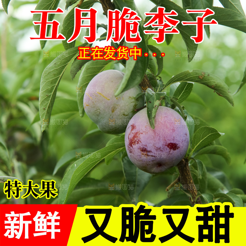 树上的五月脆李