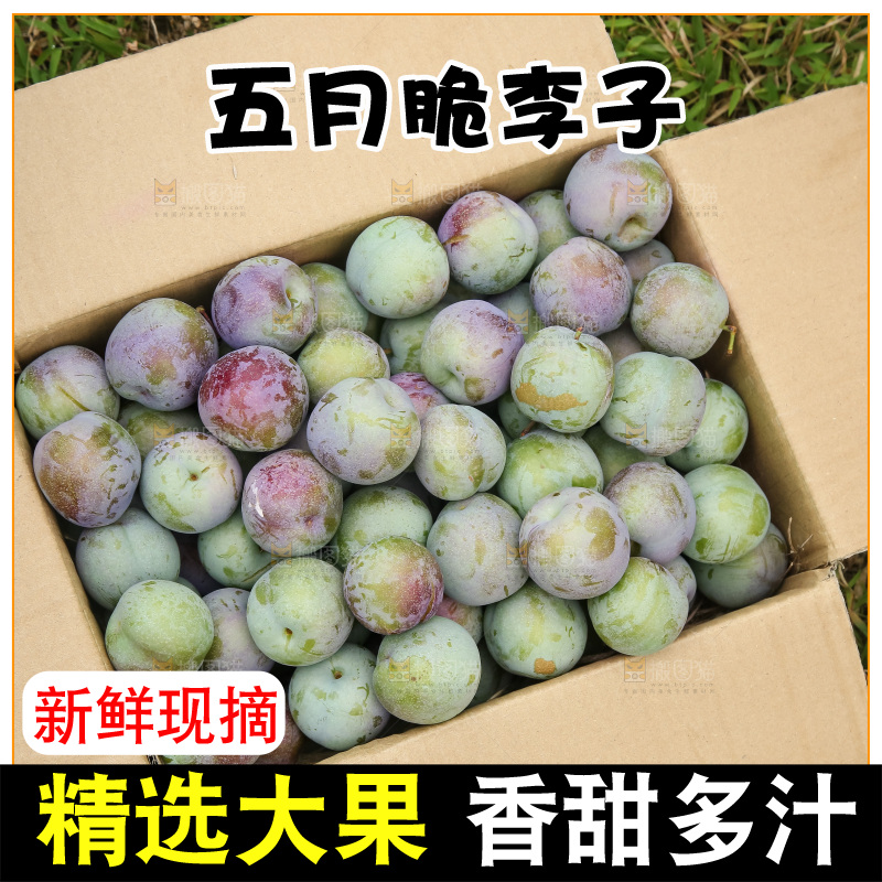 新鲜现摘的五月脆李