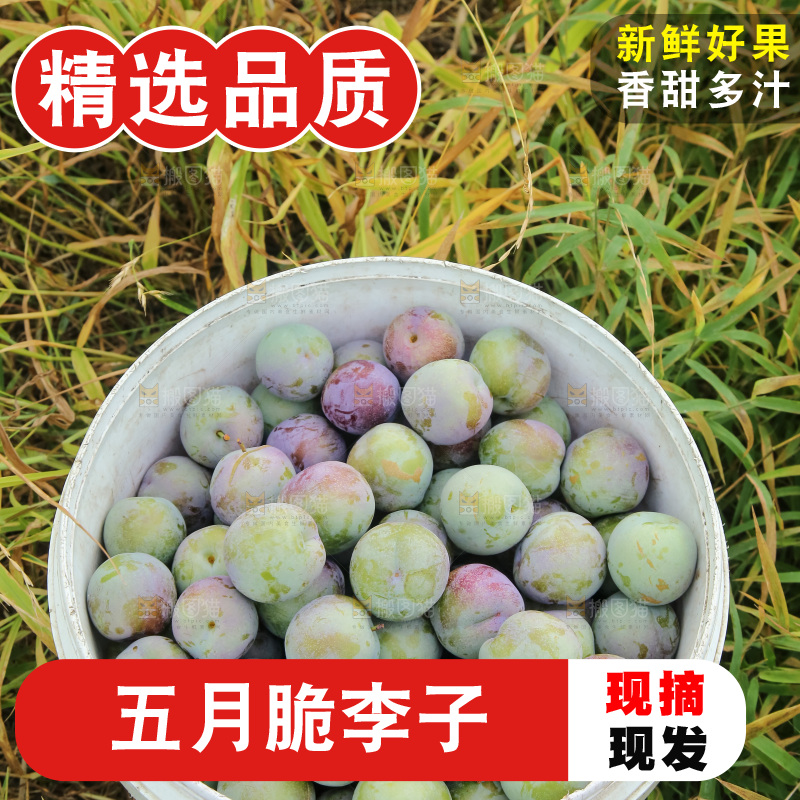 新鲜现摘的五月脆李