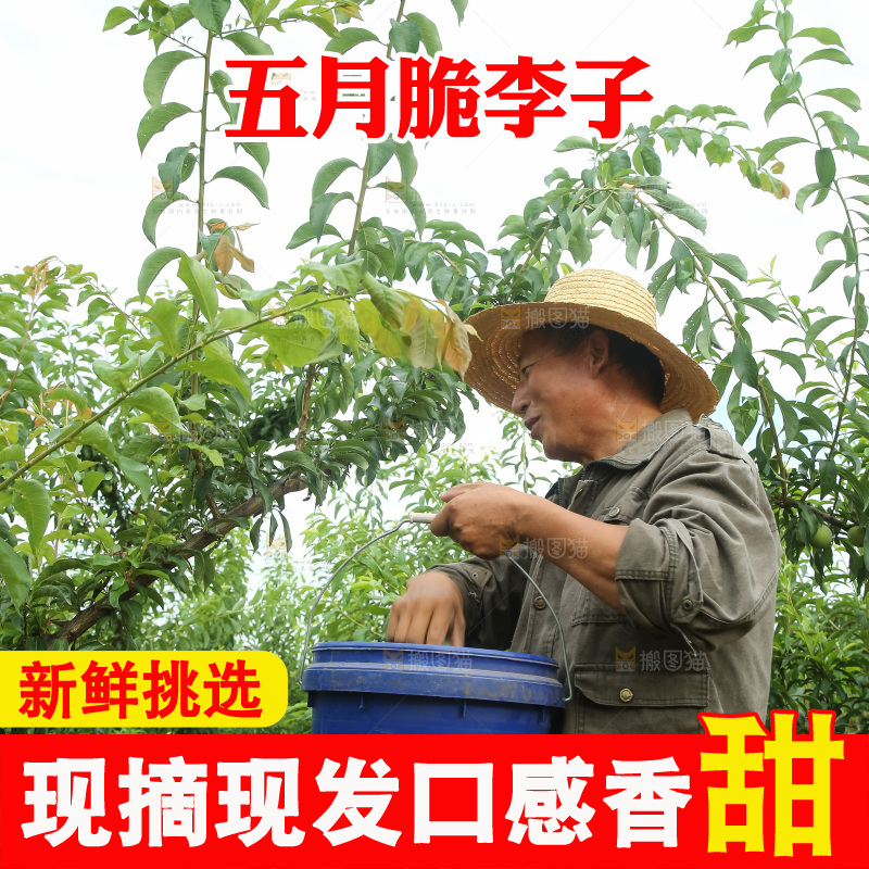 树上的五月脆李