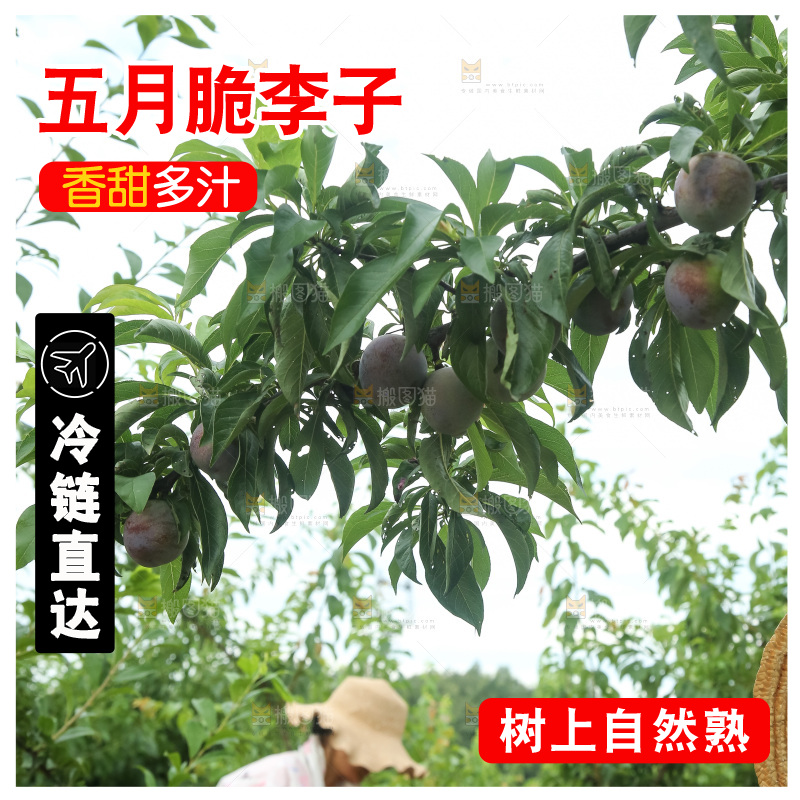 树上的五月脆李