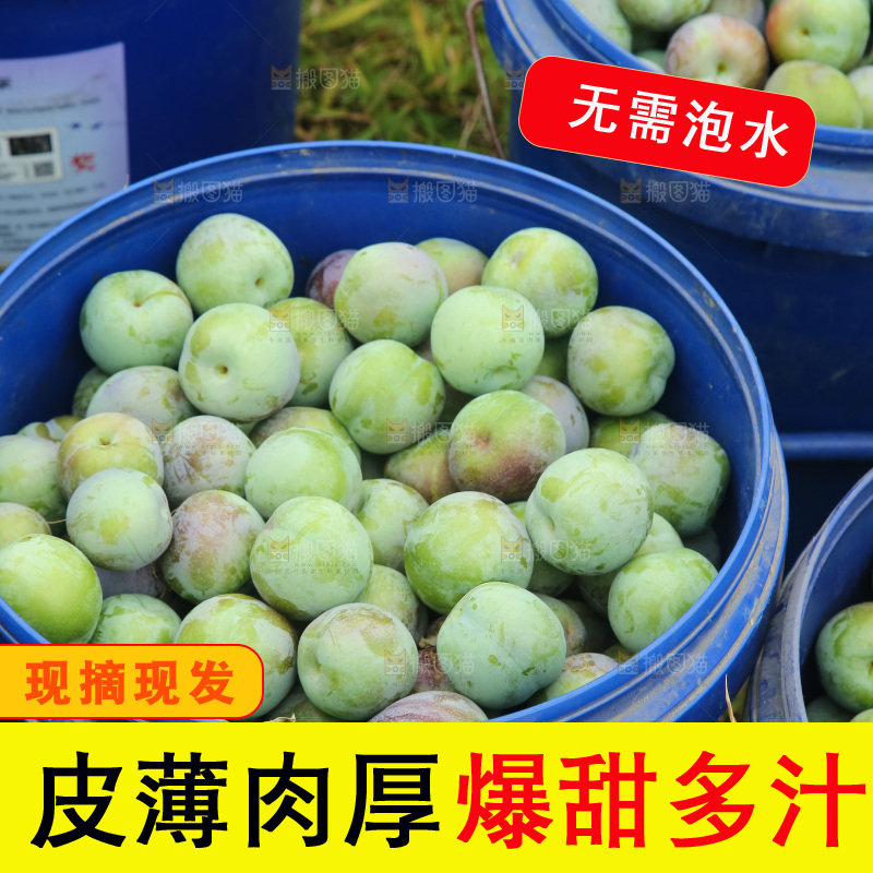 新鲜现摘的五月脆李