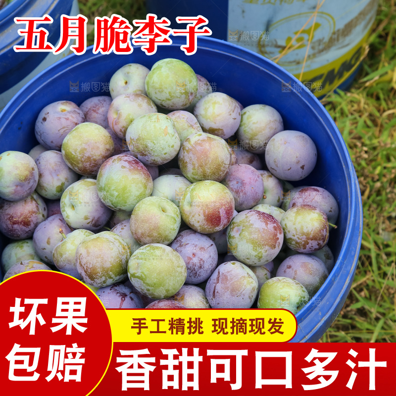 新鲜现摘的五月脆李