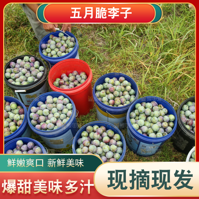 新鲜现摘的五月脆李