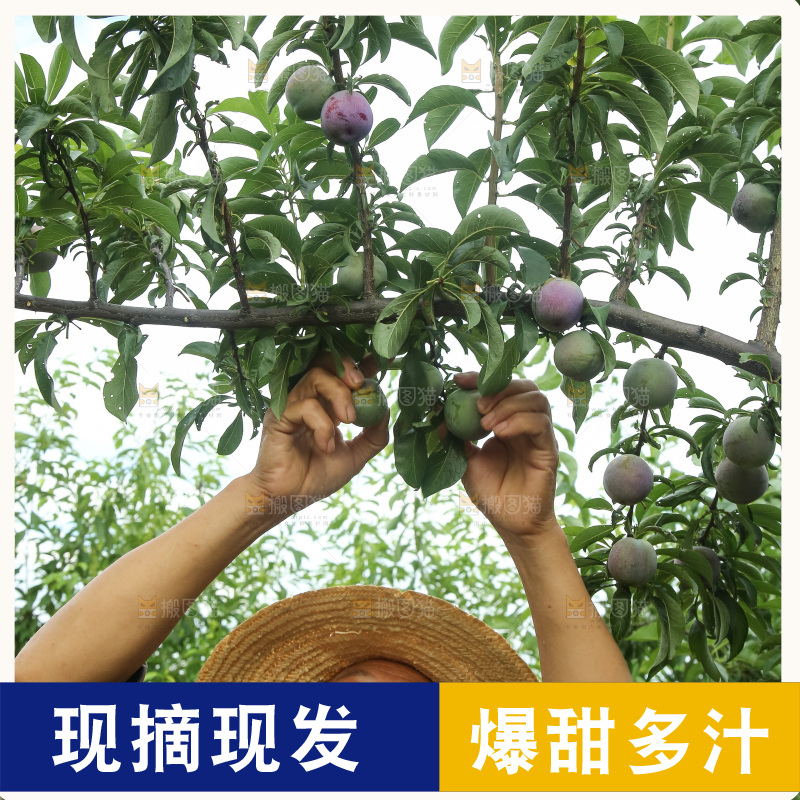 树上的五月脆李
