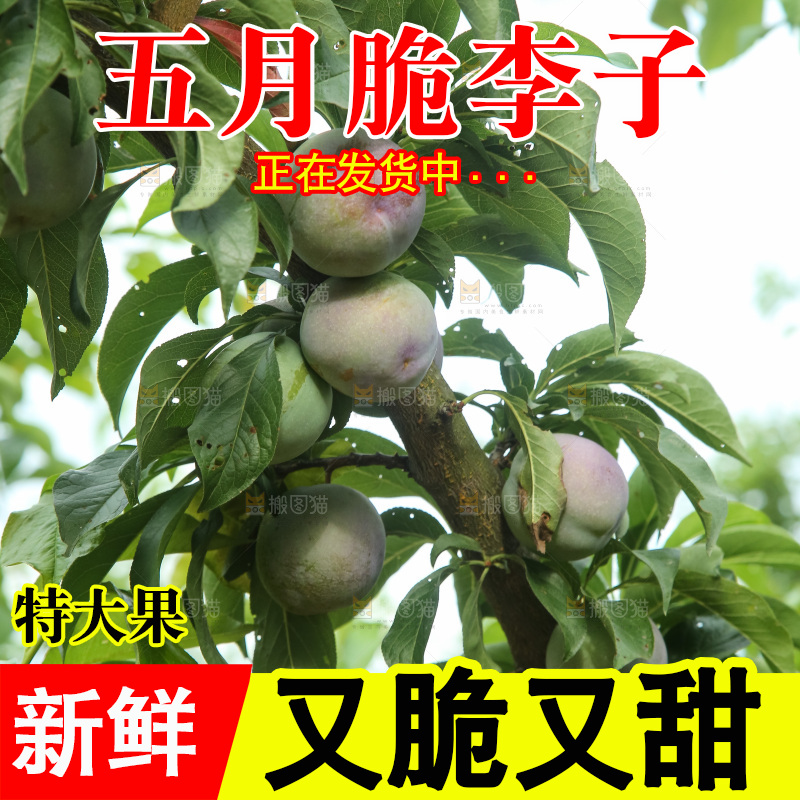 树上的五月脆李