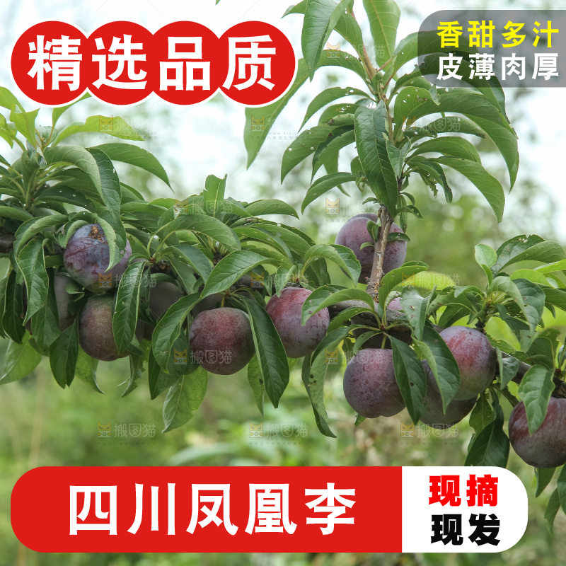 树上的五月脆李