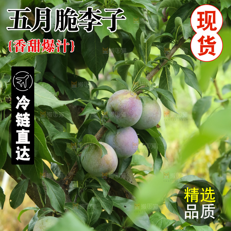 树上的五月脆李