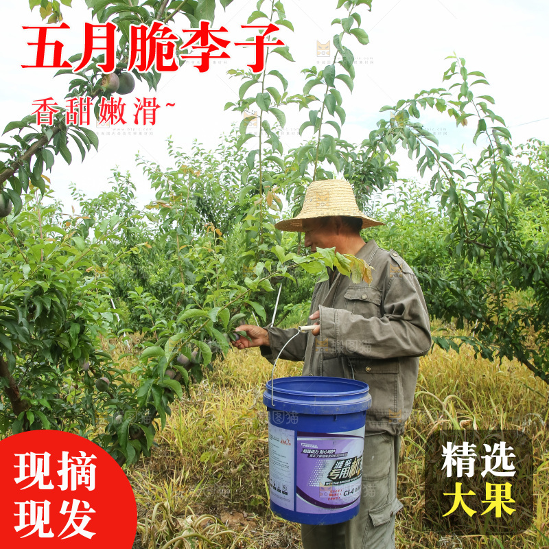 树上的五月脆李