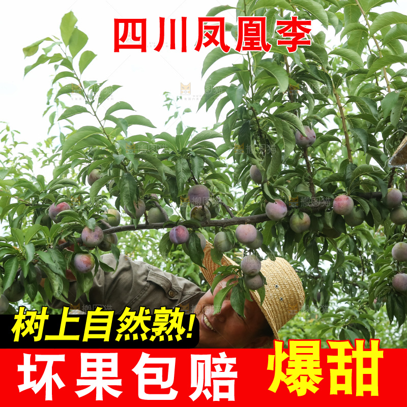 树上的五月脆李