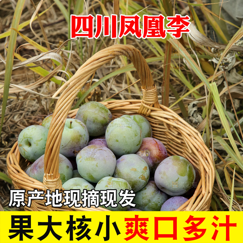 新鲜现摘的五月脆李