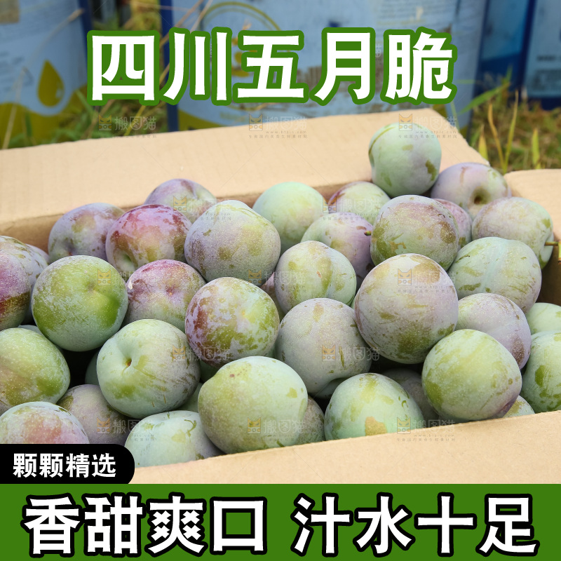 新鲜现摘的五月脆李