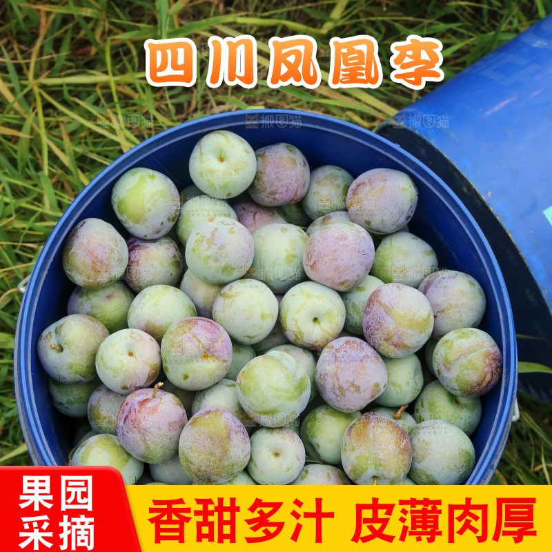 新鲜现摘的五月脆李