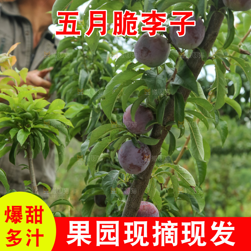 树上的五月脆李