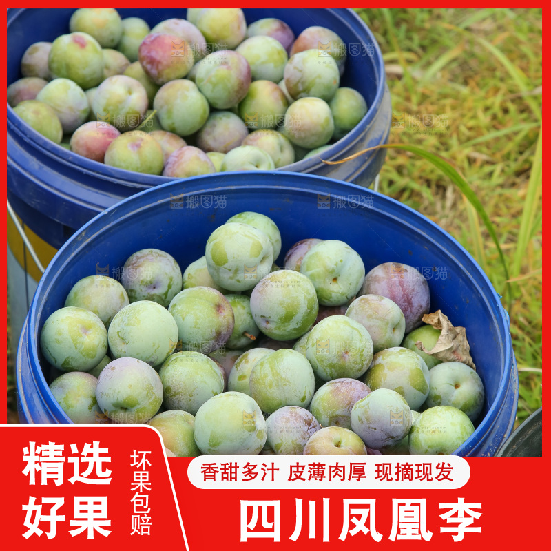 新鲜现摘的五月脆李