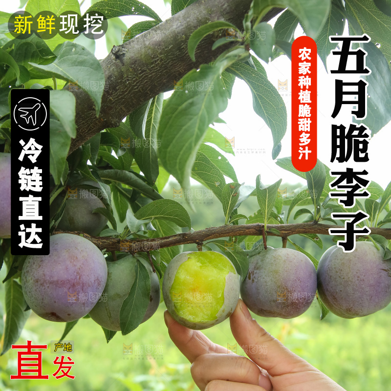 树上的五月脆李