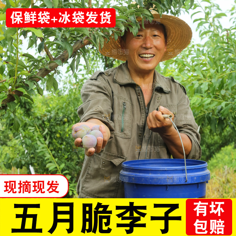 树上的五月脆李